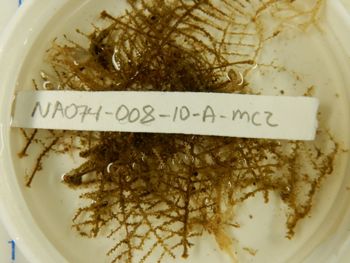 Media type: image;   Invertebrate Zoology 139346